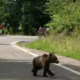 (VIDEO) Medved na dirki zasenčil celo Pogačarja, Vingegaarda in Tour