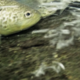 Vročina in podpovprečne padavine ogrožajo življenje rib