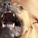 Med tekom jo je napadel pitbull, njegova lastnica pa je vse skupaj ignorirala