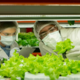 Solata z mesnim proteinom? Znanstveniki naredili pomemben korak k bolj trajnostni prehrani