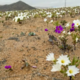 (VIDEO) V sicer kot poper suhi puščavi Atacama cvetijo rože