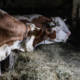 Veterinar po očitkih o zlorabi: s kravami je treba govoriti glasno, ker preizkušajo meje