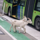 Kozi na avtobusu: posnetek slepih potnic je postal hit na spletu