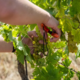 Vreme je oklestilo pridelek grozdja, napoveduje se podražitev vin
