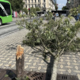 Mislili so, da je šlo za vandalizem, a drevo je podrl močan veter