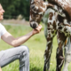 Zebra ali konj? Redko žrebe prodano za neverjetno vsoto