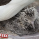 75-letna albatroska presenetila znanost: preživela vse partnerje in našla novo ljubezen