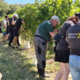 Oktober letos ne bo vinotok: Vinogradniki zaključujejo rekordno zgodnje trgatve