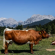 Po kraji 200 krav v Nemčiji prijeli dva Poljaka