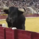 (VIDEO) Grozljivka v areni: pol tone težak bik preskočil ogrado in povzročil paniko