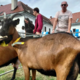 Od volne do sladoleda, vse zgodbe, ki jih piše ena ovca