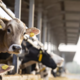 Upokojenca veterinarju grozila z vilami: »Zabodi ga, zabodi ga!«