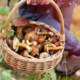 Gobarska mrzlica je tu: koliko gob lahko naberemo in katere nevarnosti se skrivajo v gozdu?