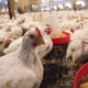 Antibiotiki v živinoreji - Od kod prihaja vaš piščanec?