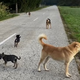 Živali bez nadzora - Ko se na cesti pojavijo psi in konji