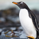 Kolonije pingvinov se zaradi podnebnih sprememb drastično zmanjšujejo