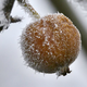 Današnje nizke temperature ponovno prizadele sadjarje