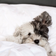 Je pametno, da spi pes v naši postelji?