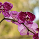 Poznate božično orhidejo?
