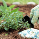 Kako se lotiti trajnostnega vrtnarjenja?