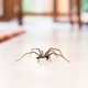Tako se boste za vedno znebili pajkov v svojem domu