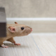 Stvari, ki v vaš dom privabljajo podgane