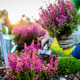 5 vrtnarskih trendov, ki bodo navdihnili vaš vrt v letu 2024