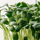 Zelenjava, ki vsebuje kar 40-krat več fitokemikalij od drugih