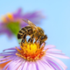 Ali ste vedeli, da vas nekatere čebele sploh ne morejo pičiti?