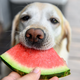 Kako varno je za psa uživanje lubenice?