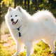 Samojed: pes z ljubečim značajem in plemenitim videzom