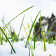 Ali lahko sneg poškoduje lepo zeleno trato?
