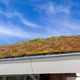 Zelena streha: trajnostna rešitev za urbano okolje
