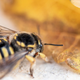 Tega o čebelah zagotovo še niste vedeli