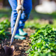 Vrtnarske napake, ki vas lahko stanejo dobrega pridelka