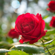 Skriva sestavina, ki bo vaše vrtnice spodbudila k cvetenju