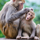 Zajec in opica - par, ki dokazuje, da so živalska prijateljstva lahko pristna in močna