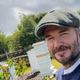 Nekoč nogometni idol, danes čebelar: David Beckham navdušil z novo strastjo | Dominvrt.si