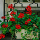 Tako pravilno prezimite pelargonije, da bodo spomladi cvetele kot nore