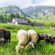 Reja ovac olajša prehod v ogljično nevtralno kmetijstvo