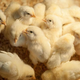 Trajnost: zakaj je treba zmanjšati uporabo antibiotikov pri reji živali