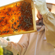 Je slovensko poklicno čebelarstvo pred zlomom?