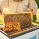 Čebelarji bi radi 10 evrov za vsak panj