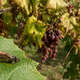 KGZS poziva vinogradnike in lastnike vinogradov: zaščitimo slovenske vinograde