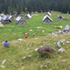 Živina se vrača na planinske pašnike