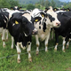 Rozmanova čreda črno-belih krav spet najboljša v državi