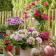 Sajenje in pravilna nega pelargonij