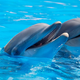 Hamas trdi, da Izrael proti njihovim potapljačem uporablja »ubijalske delfine«