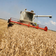 Mračna prognoza: Letos bo pridelava žita v EU zaradi suše upadla, opozarjajo analitiki Strategie Grains