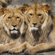 V zagrebškem živalskem vrtu dva leva okužena s koronavirusom
